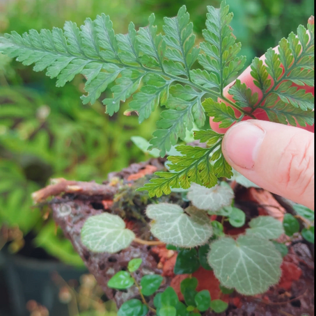 easy way to build live plant wall for terrarium, Paludarium