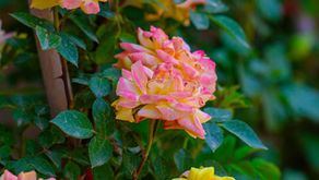 colorful roses with lots of sunlight