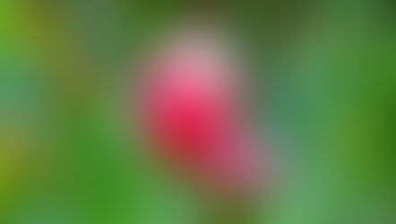 Red and white Tulips