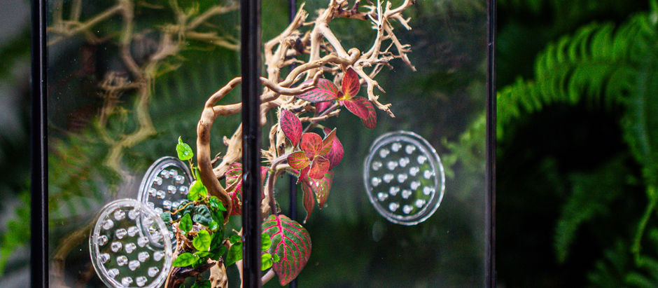 Fittonia and Ficus pumila 'Quercifolia' mantis / spider Terrarium Project