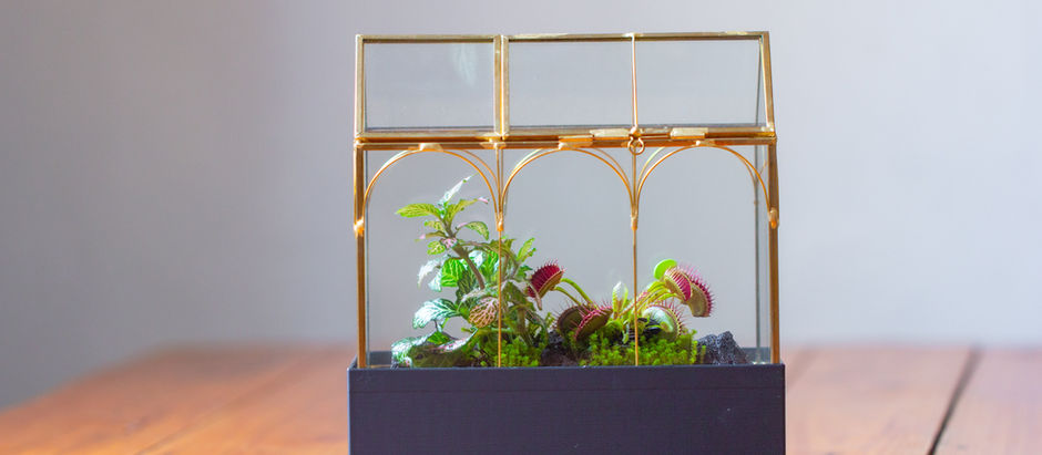 Tall and Short Greenhouse Terrariums with Carnivorous Plants and Bryum Moss