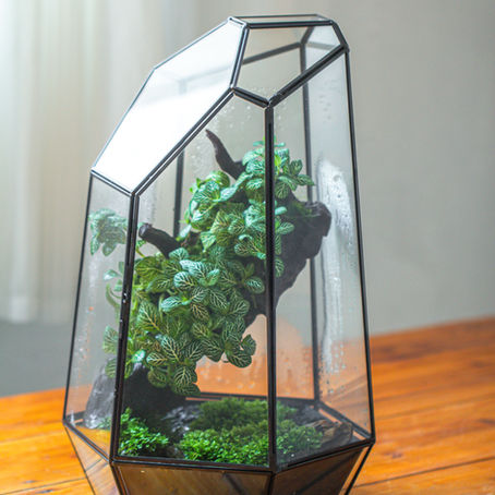 Terrarium Project: Growing Fittonia on Driftwood to Make a Mini Tropical Tree