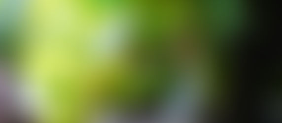 moss and dollar grass planted on a piece of driftwood, terrarium