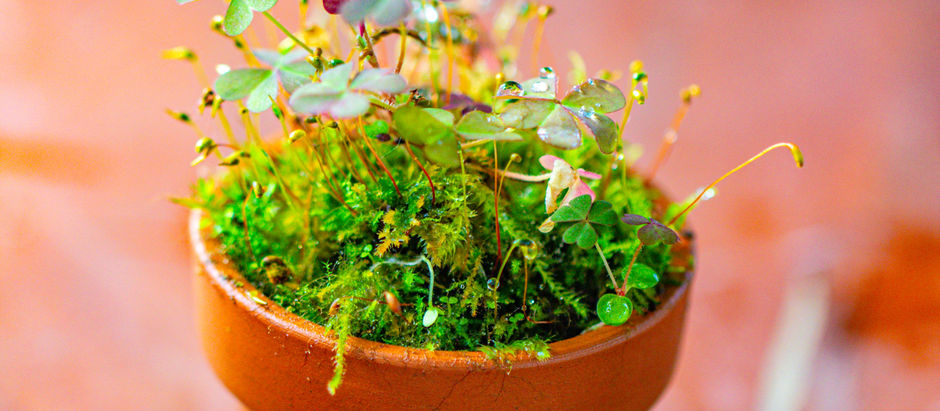 How to get colorful Oxalis