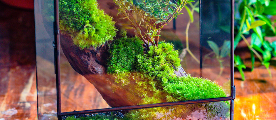 moss and driftwood terrarium project