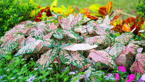 Caladium