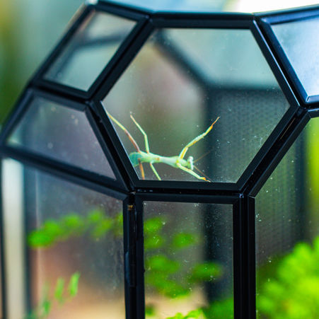 How to Feed and Care for Mantises and Jumping Spiders in a Live Plant Terrarium