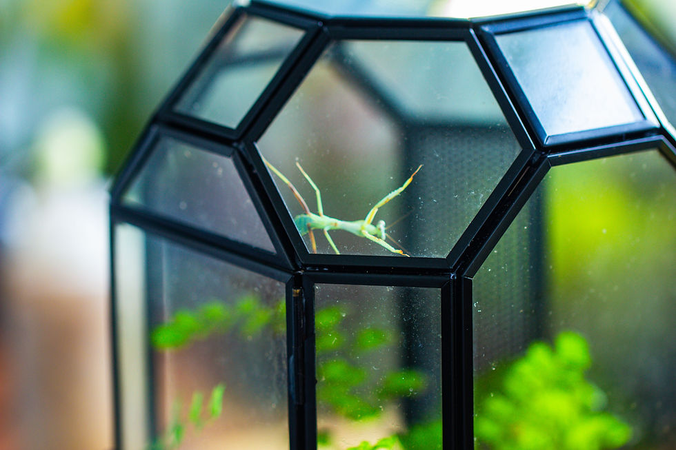 How to Feed and Care for Mantises and Jumping Spiders in a Live Plant Terrarium