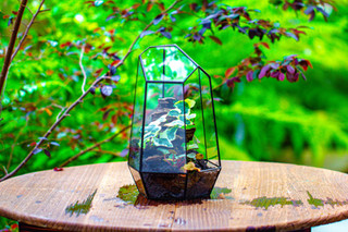 White ivy, Saxifraga Terrarium Idea