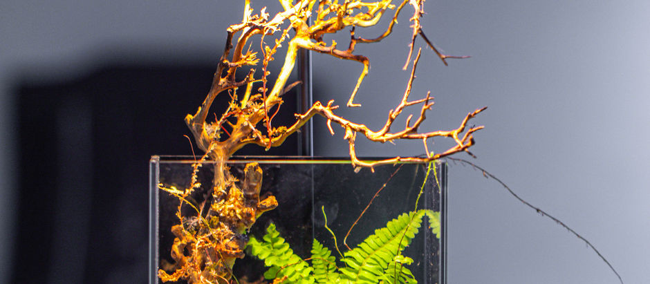 Bog Terrarium idea: Micro landscape