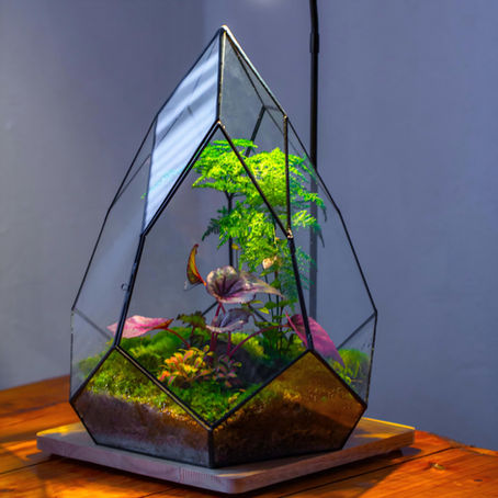 Asparagus fern terrarium