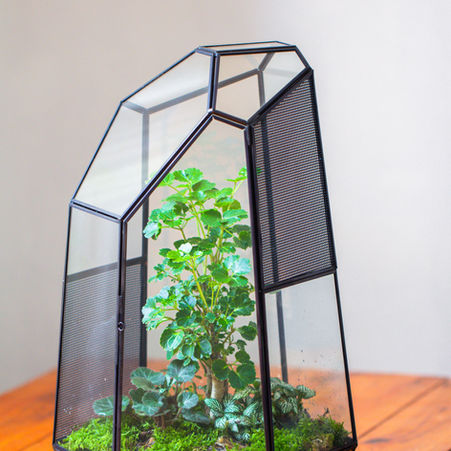 Building a 16-Inch Bioactive Terrarium for Mantises with Live Plants