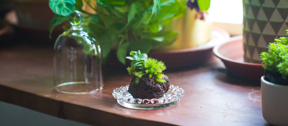 Moss and fittonia planted in a small lava rock