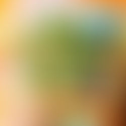 Succulents in gold envelope Terrarium