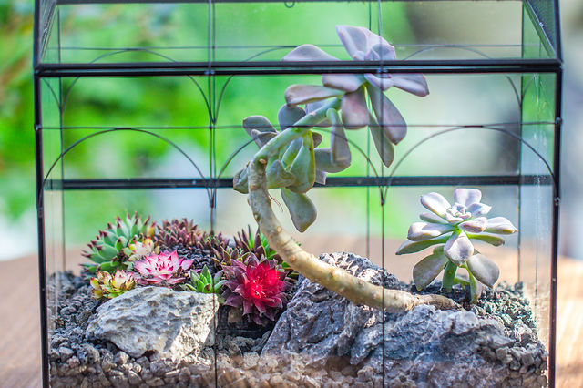 succulents and cacti terrariums projects collection