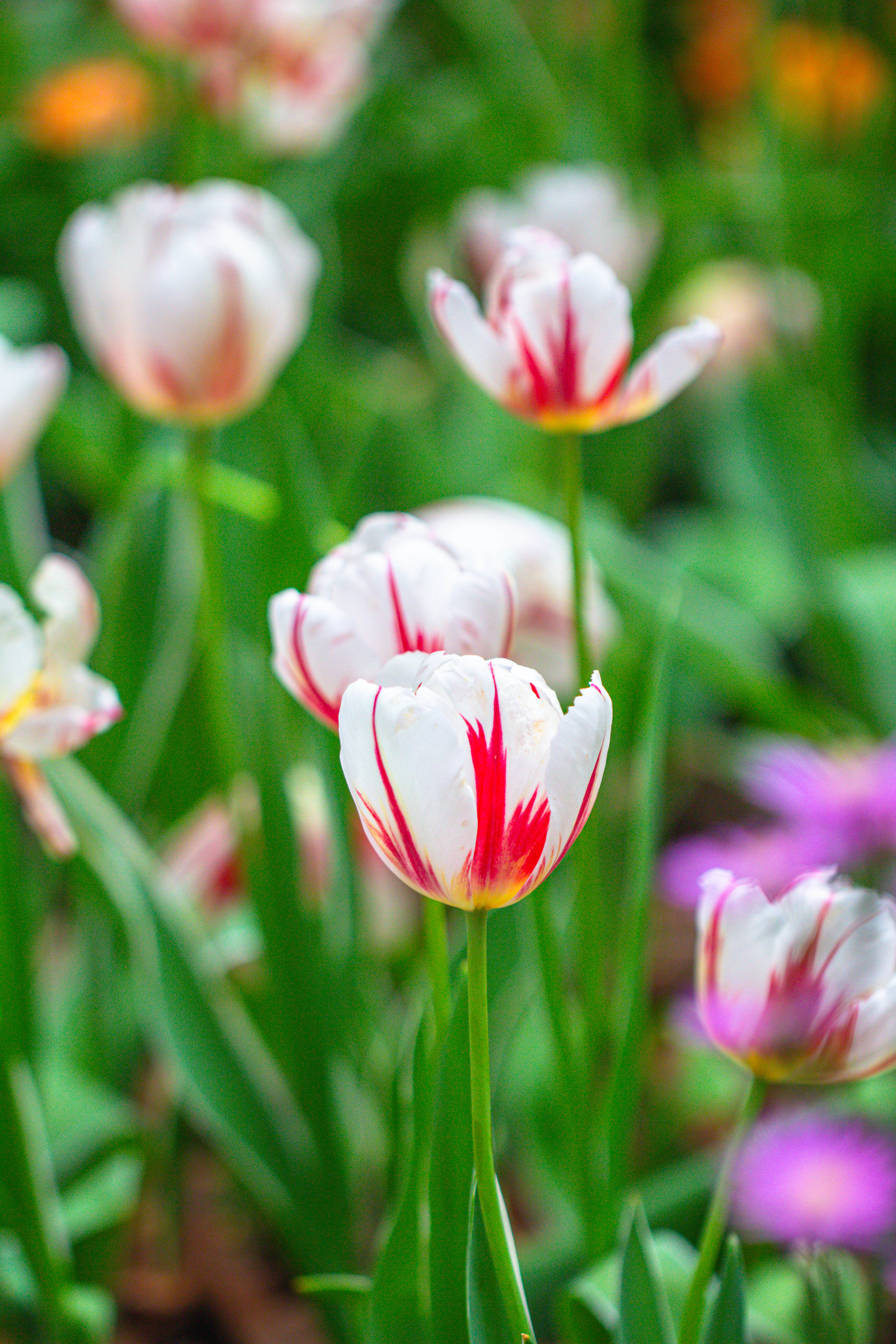Download Thousands of Beautiful Photos of Flowers and Plants