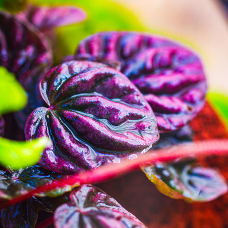 Peperomia caperata