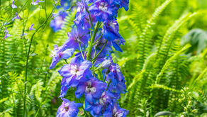 Blue and Purple Pink Delphinium
