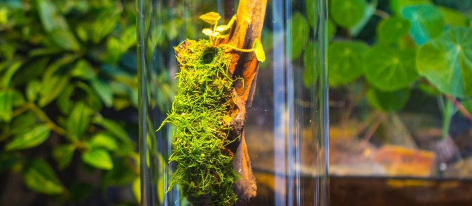 How to Choose Between Sphagnum Moss and Clay When Attaching Moss to Rocks and Wood