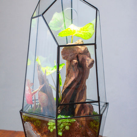 Building a Small Pond Terrarium: Moss, Lava Rock, Driftwood & Humidifier Setup