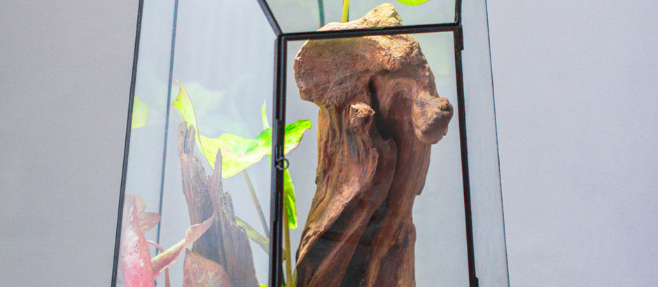 Building a Small Pond Terrarium: Moss, Lava Rock, Driftwood & Humidifier Setup