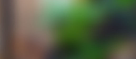 Large Spider Terrarium Idea