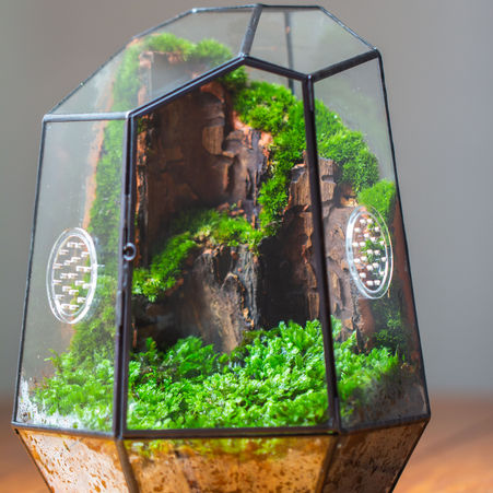 A Moss Terrarium Built Around Curved Bark with Natural Insect Galleries