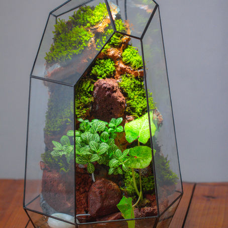 Racomitrium japonicum Moss Wall Terrarium with a Mini Fogger: Photos, Build Notes & Video Tutorial