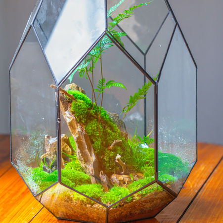 Those Fuzzy “Tails” on Rabbit’s Foot Fern: What They Do—and What They Don’t