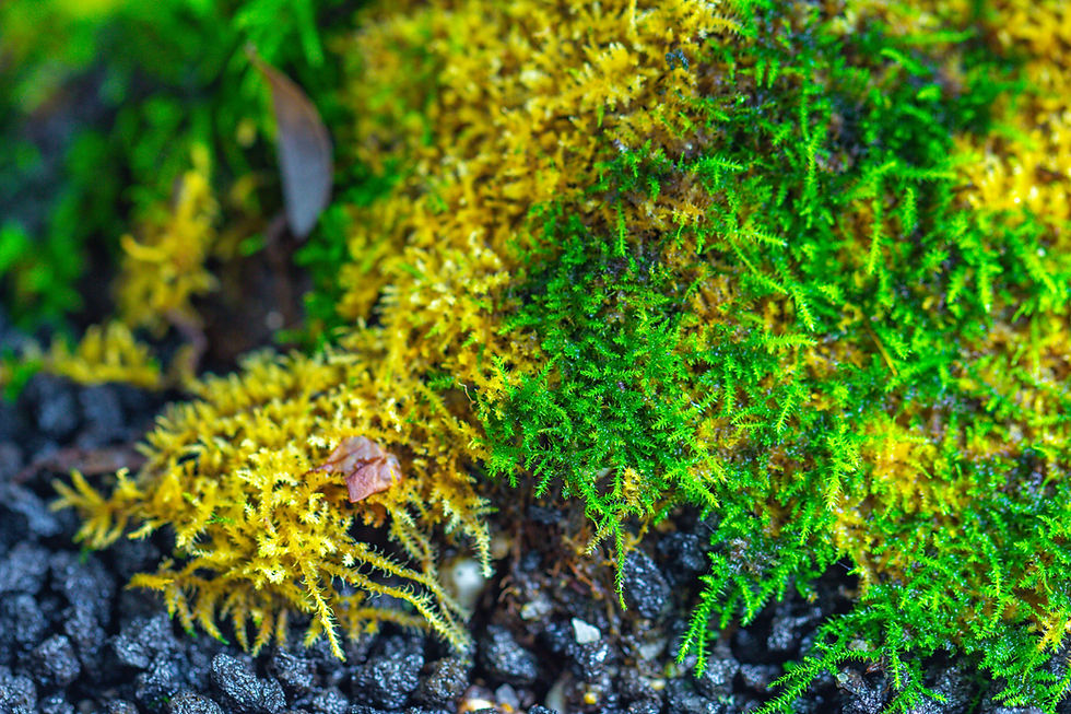 Moss Troubleshooting: A Photo Guide to Common Problems