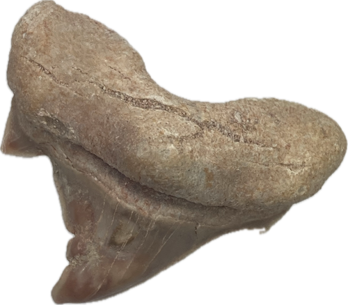 オッシー様　2-17,4-37,7-98 Pathological Otodus obliquus Morocco | On Point Fossils