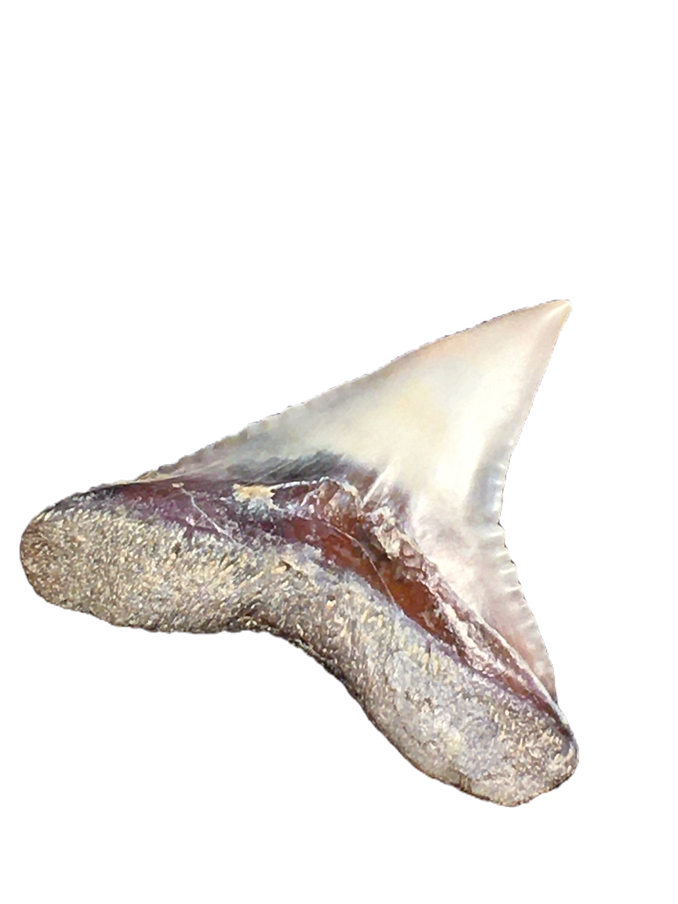 Thumbnail: Carcharhinus plumbeus Peru