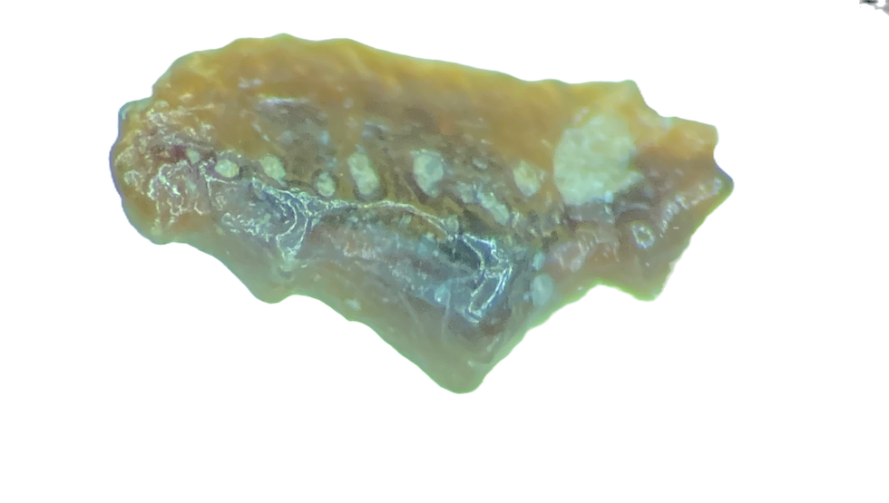 Thumbnail: Caseodontidae indet. Russia