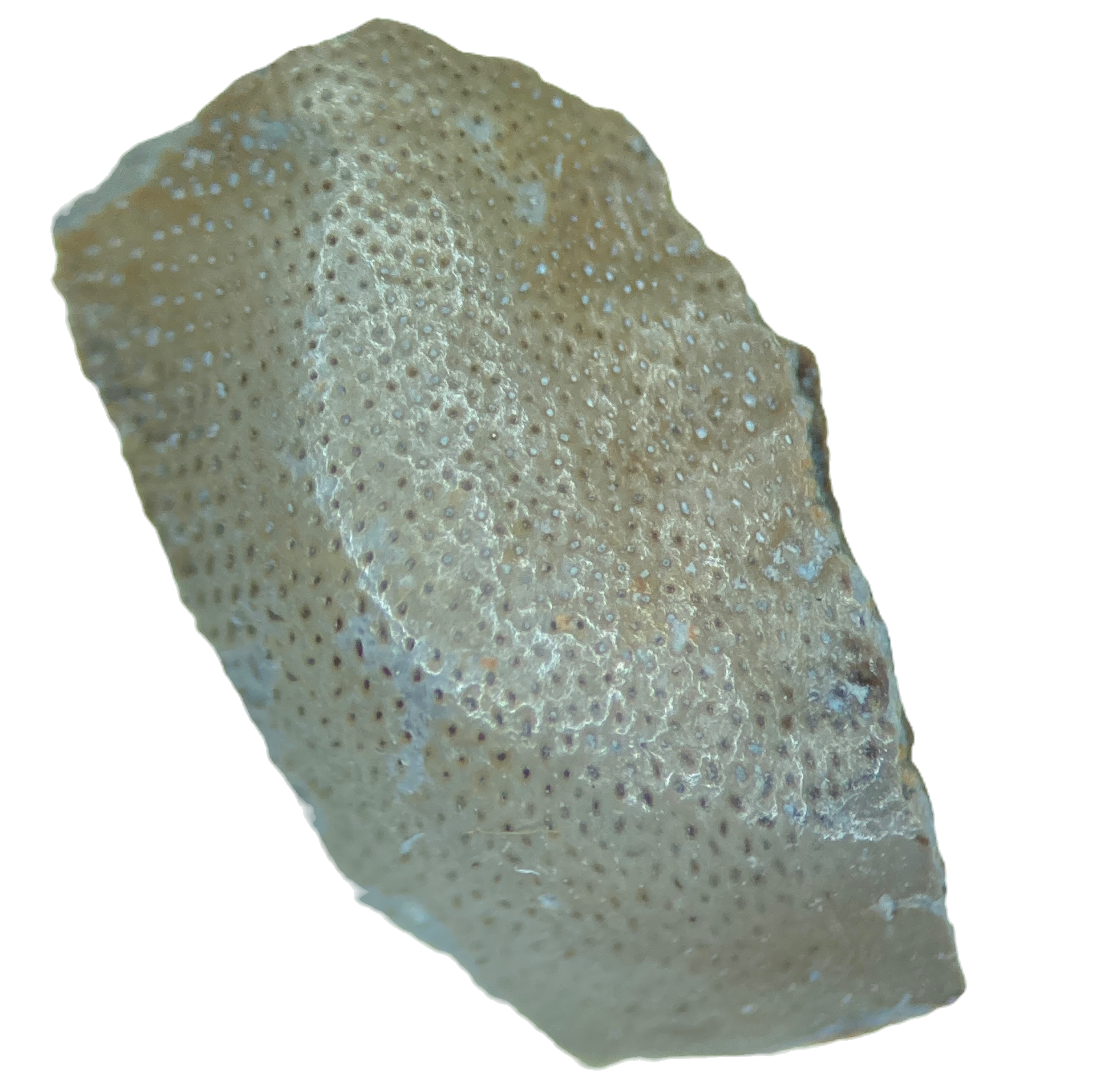 Holocephali indet. Russia