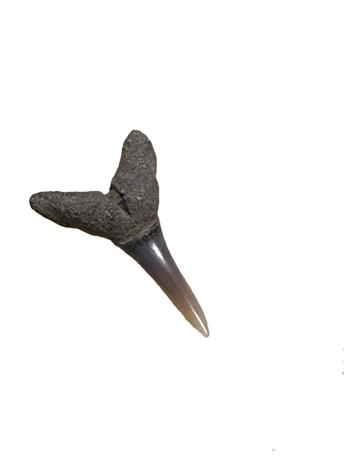 Lamiopsis tephrodes North Central Java, Indonesia 