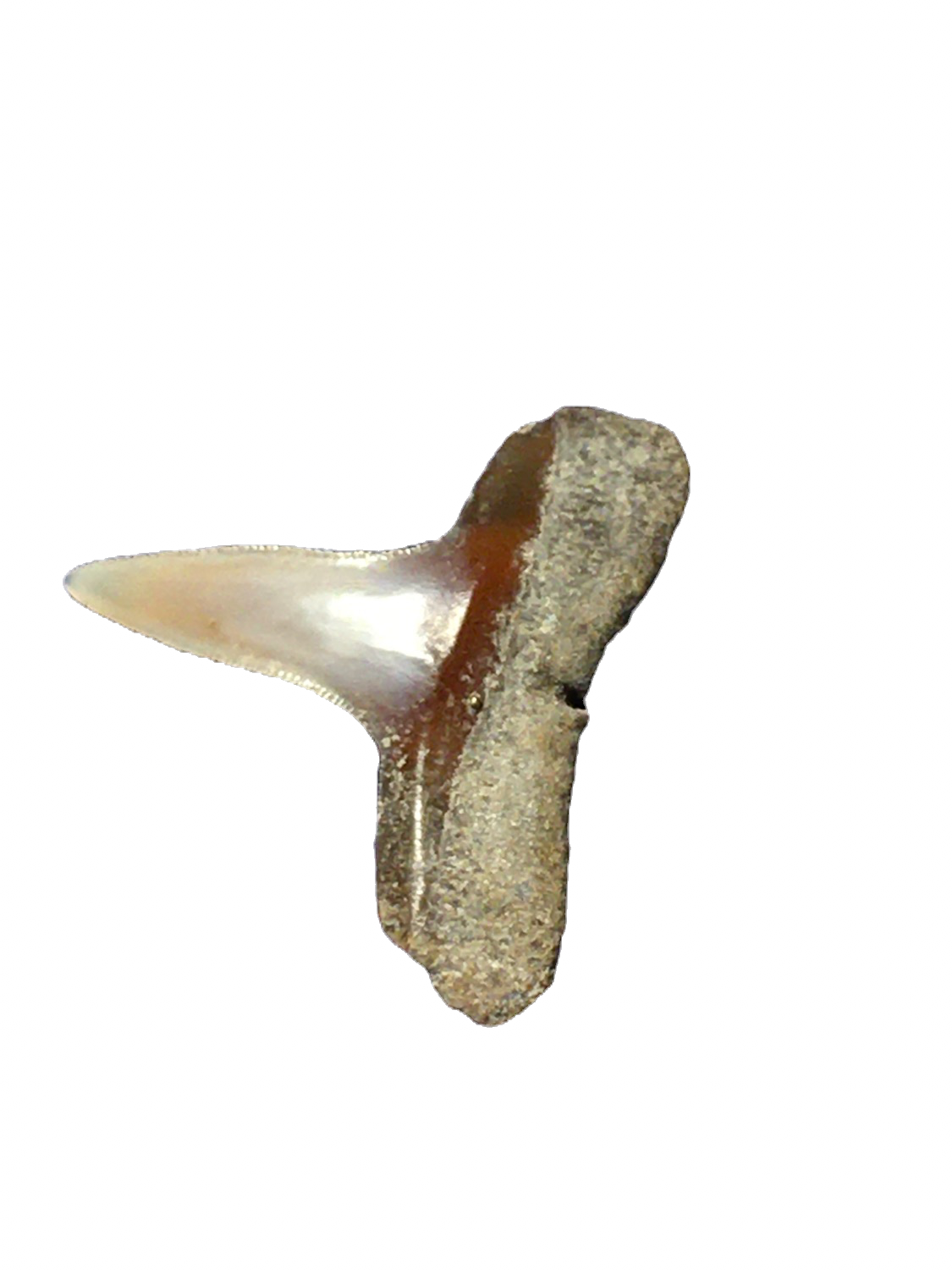 Carcharhinus limbatus North Central Java, Indonesia 