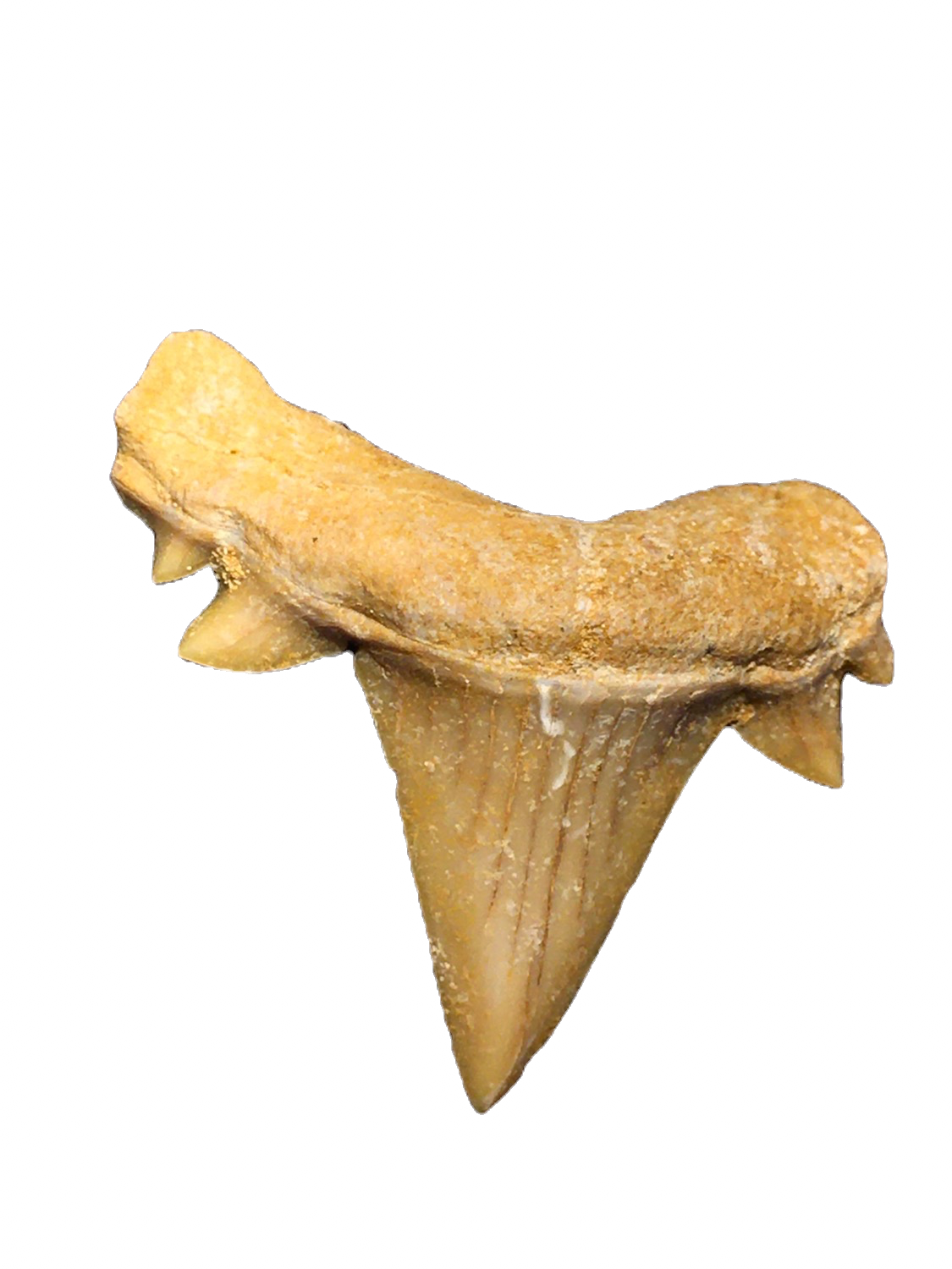 Pathological Serratolamna maroccana Morocco