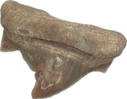 Pathological Otodus obliquus Morocco | On Point Fossils