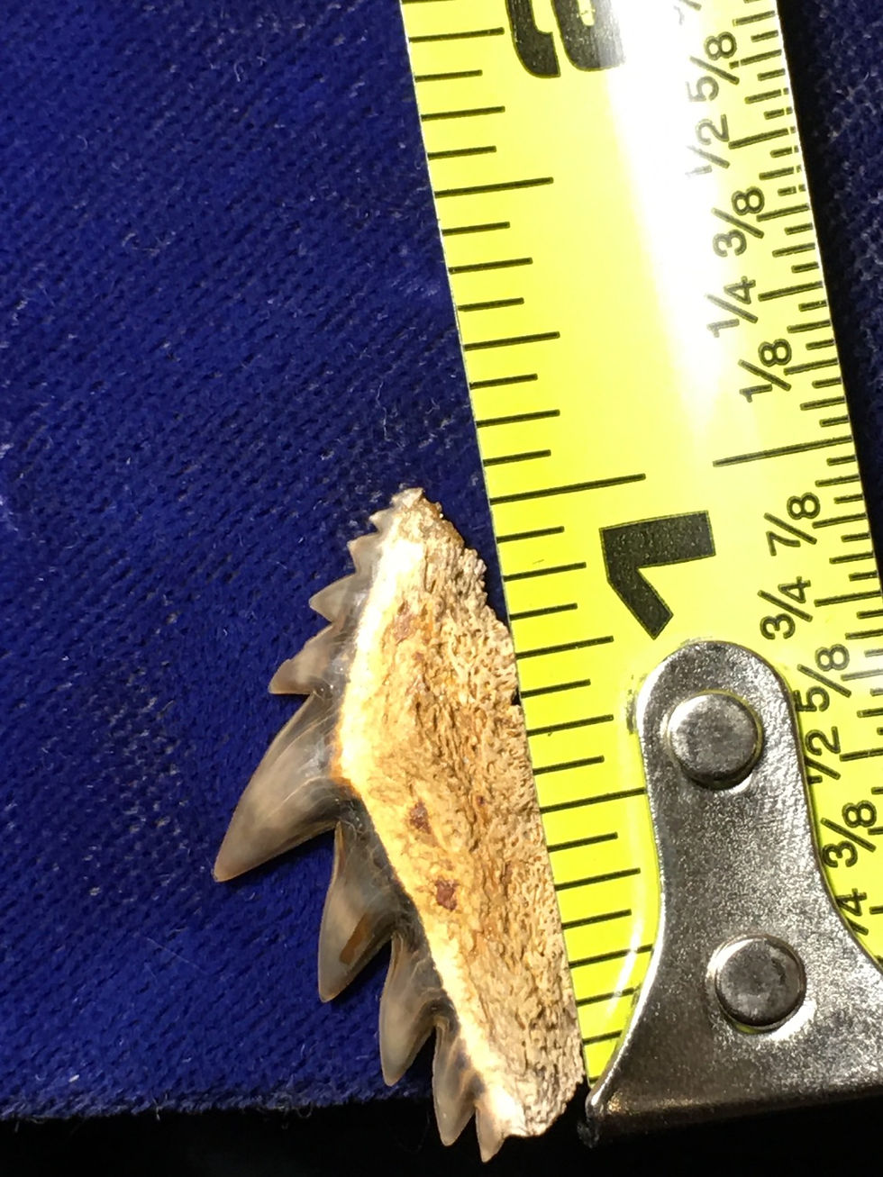 Thumbnail: Notidanodon lanceolatus Russia
