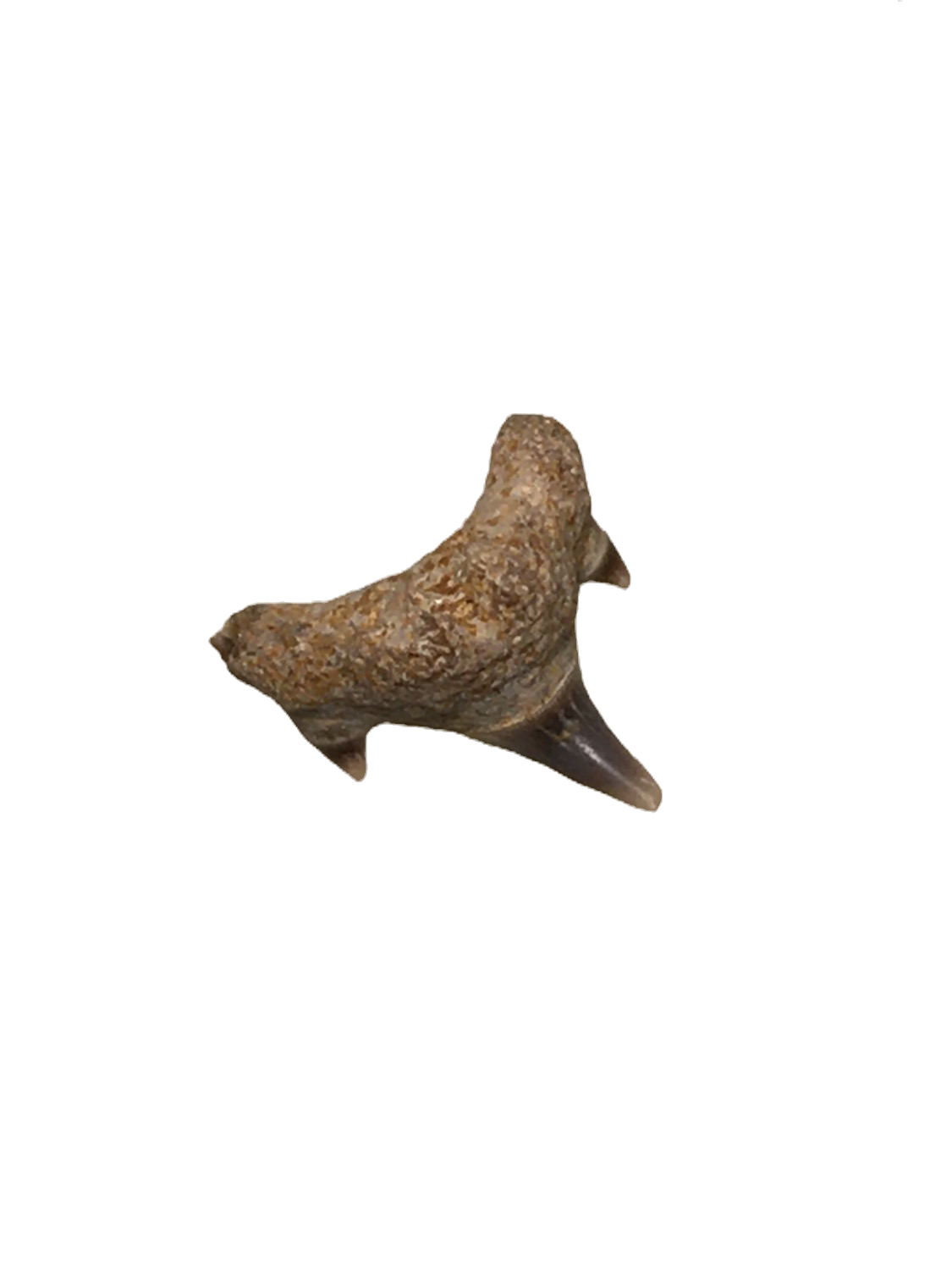 Megachasma applegatei Pyramid Hill, CA