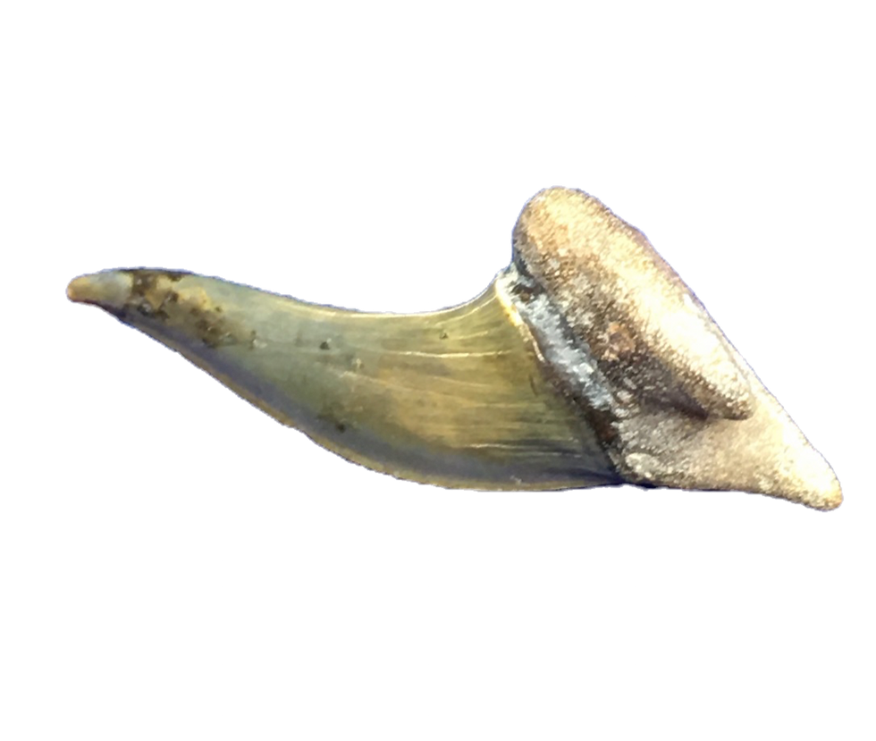 Thumbnail: Xiphodolamia ensis England 