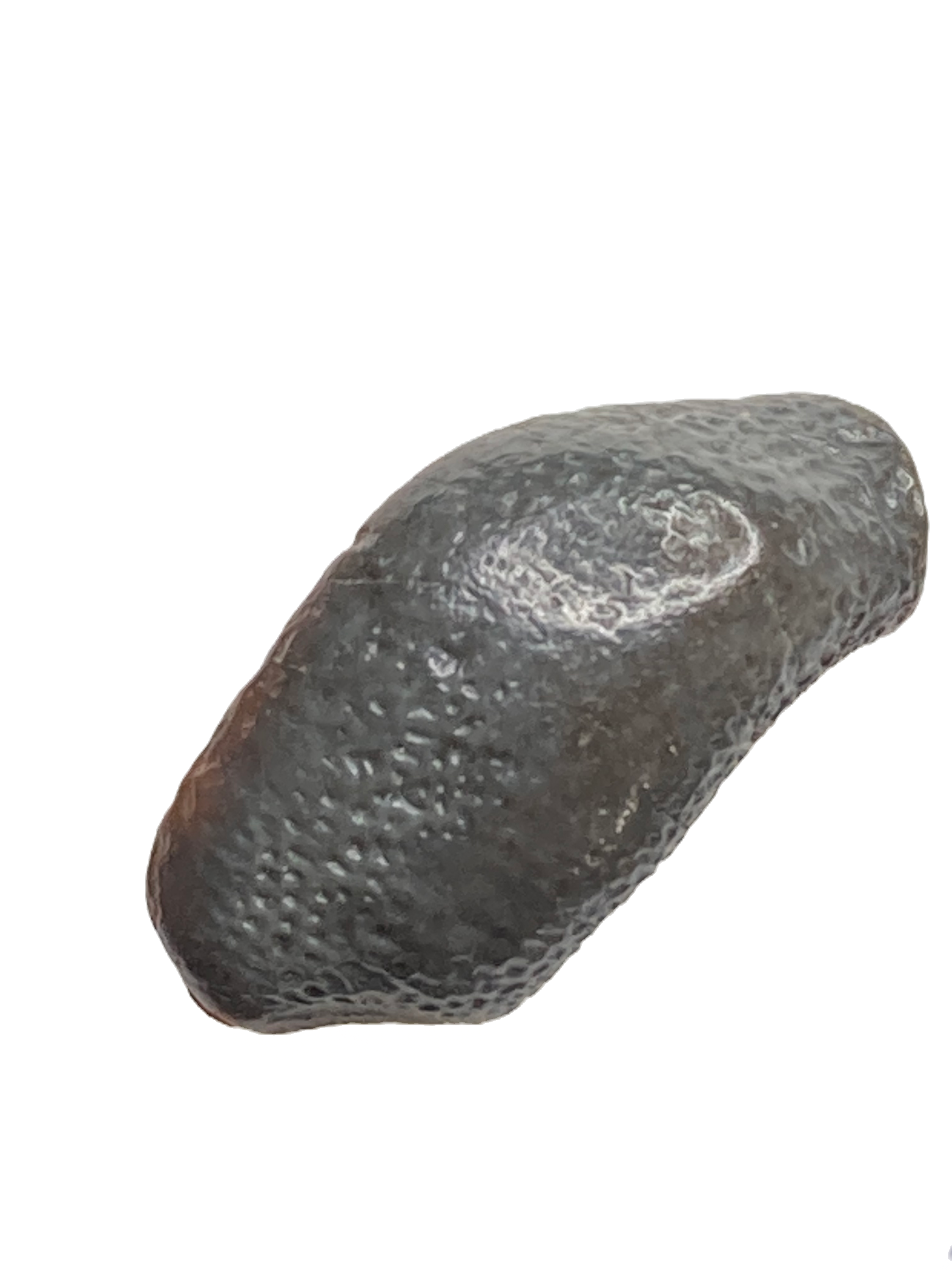 Strophodus magnus France