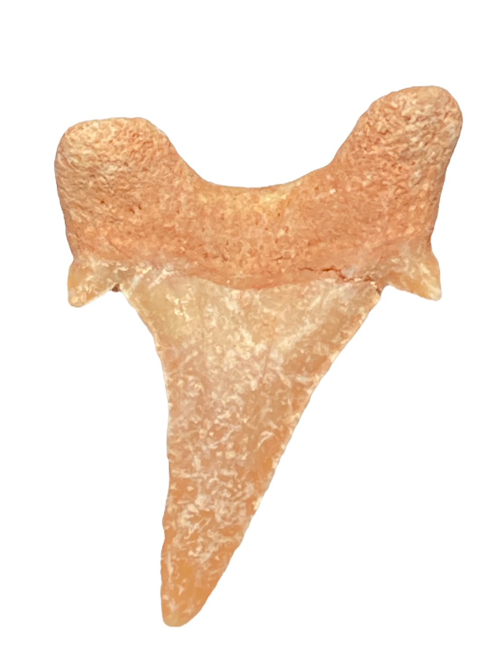 Thumbnail: Parotodus pavlovi Morocco
