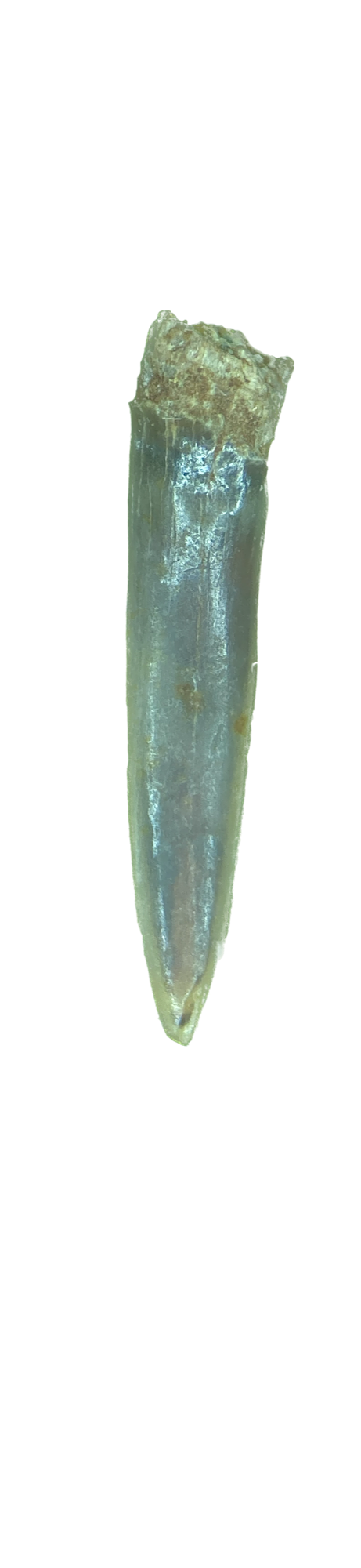 Pristiophorus sp. West of Pyramid Hill, California 