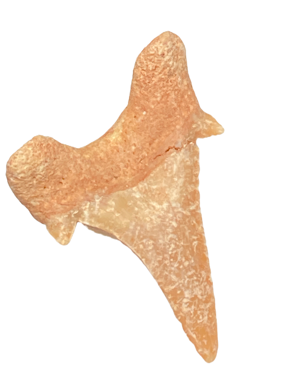 Thumbnail: Parotodus pavlovi Morocco
