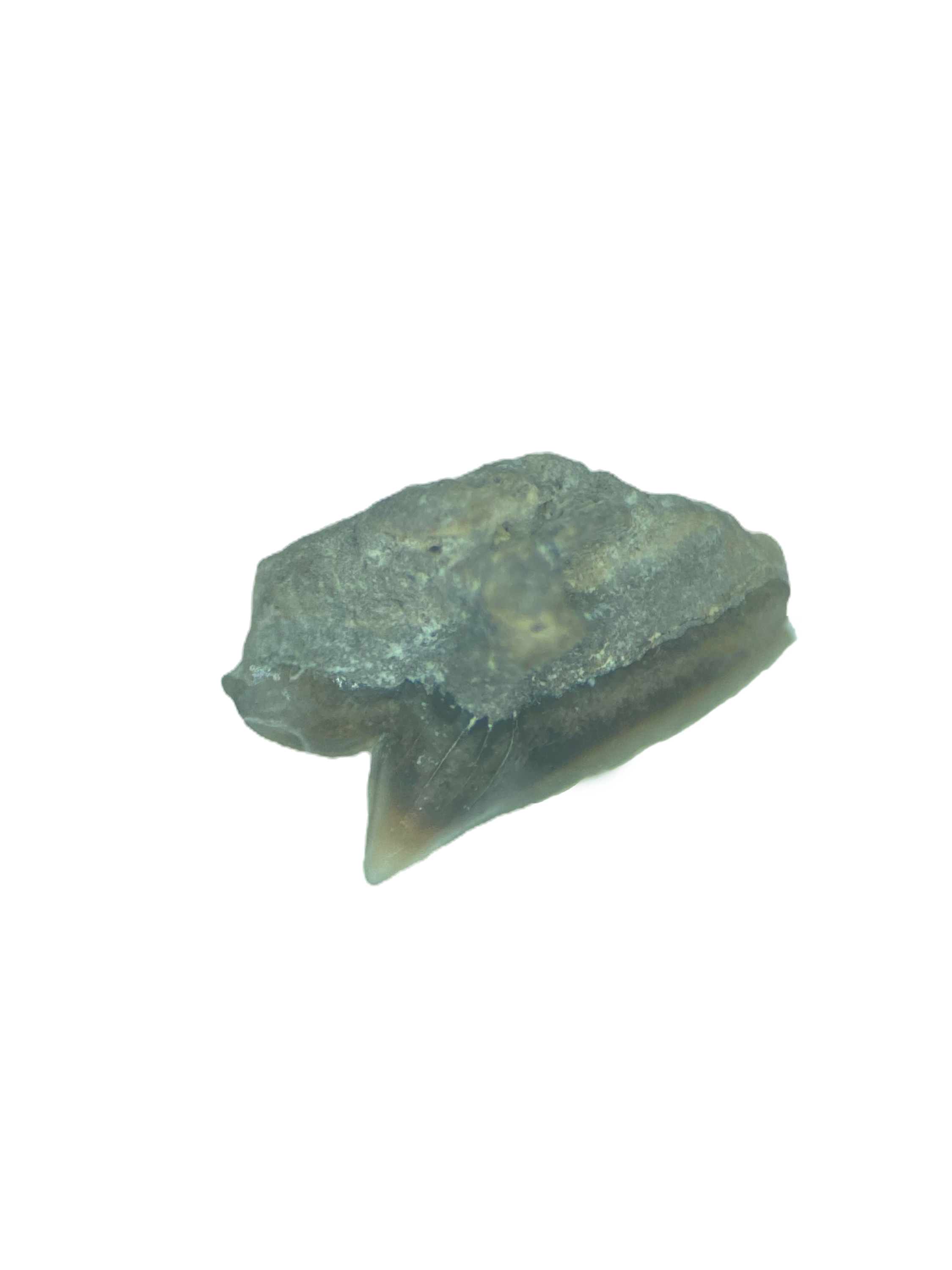 Centrophoroides appendiculatus The Netherlands 