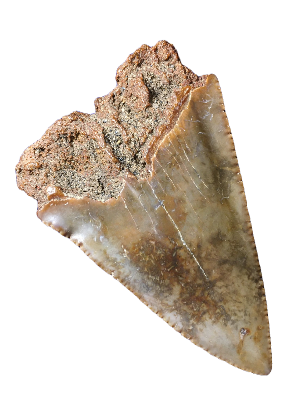 Thumbnail: Carcharodon carcharias West Java, Indonesia 