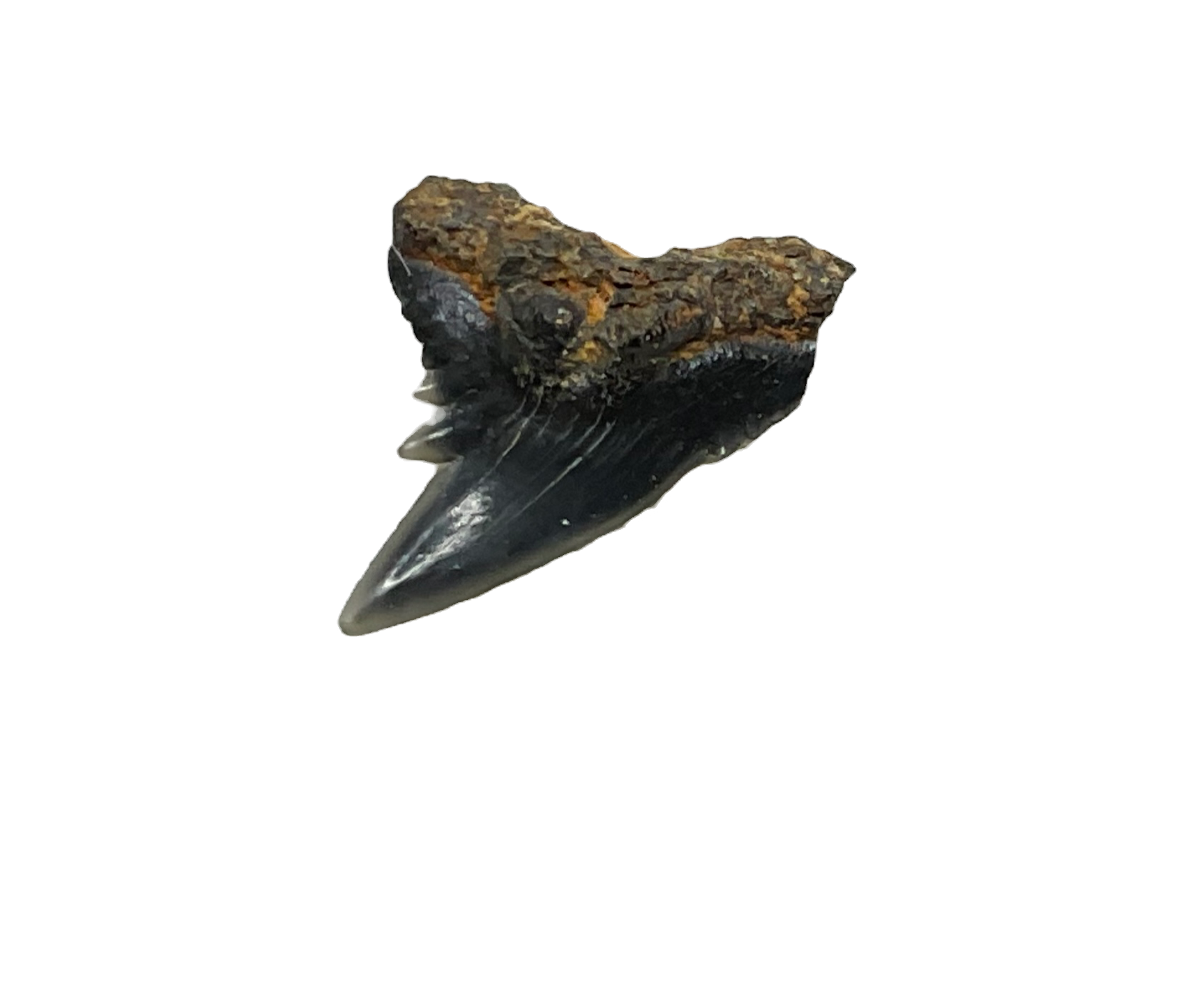 Hemipristis curvatus Georgia