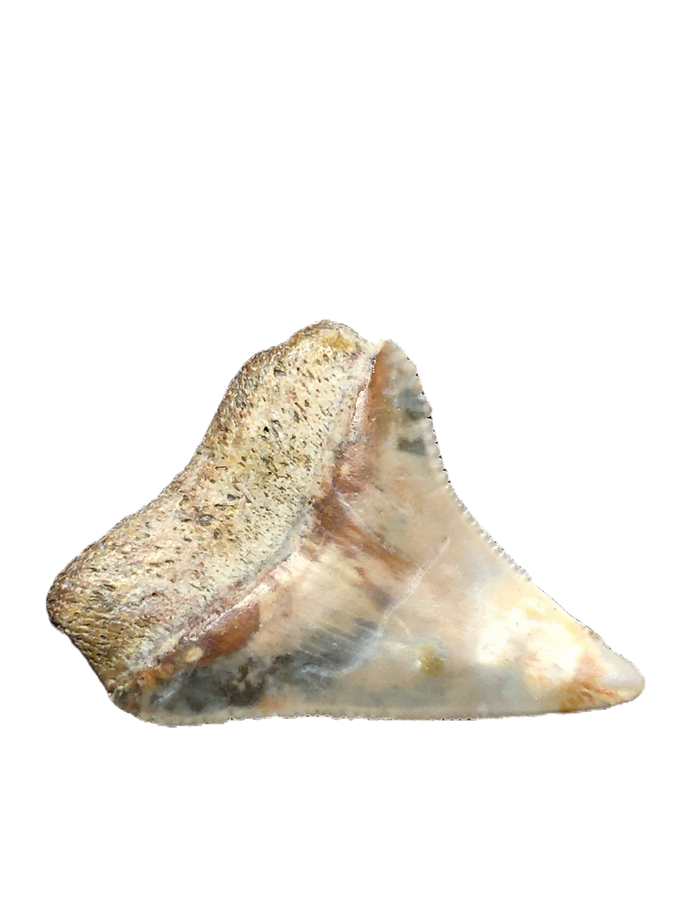 Thumbnail: Glyphis gangeticus North Central Java, Indonesia 