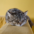 Sleeping Kitten